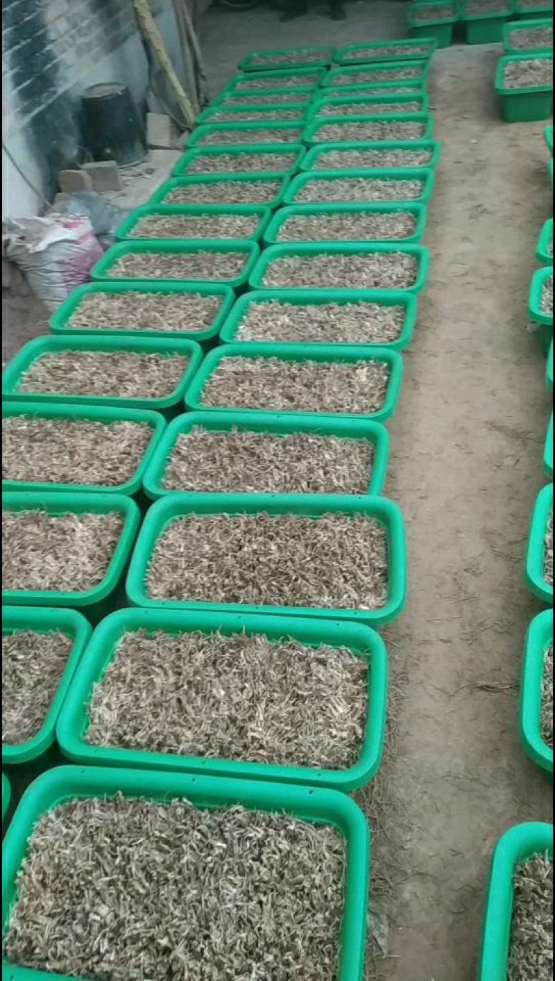 阳台韭菜盆栽，无农药化肥，水培，基质韭菜，赏悦目食放心
