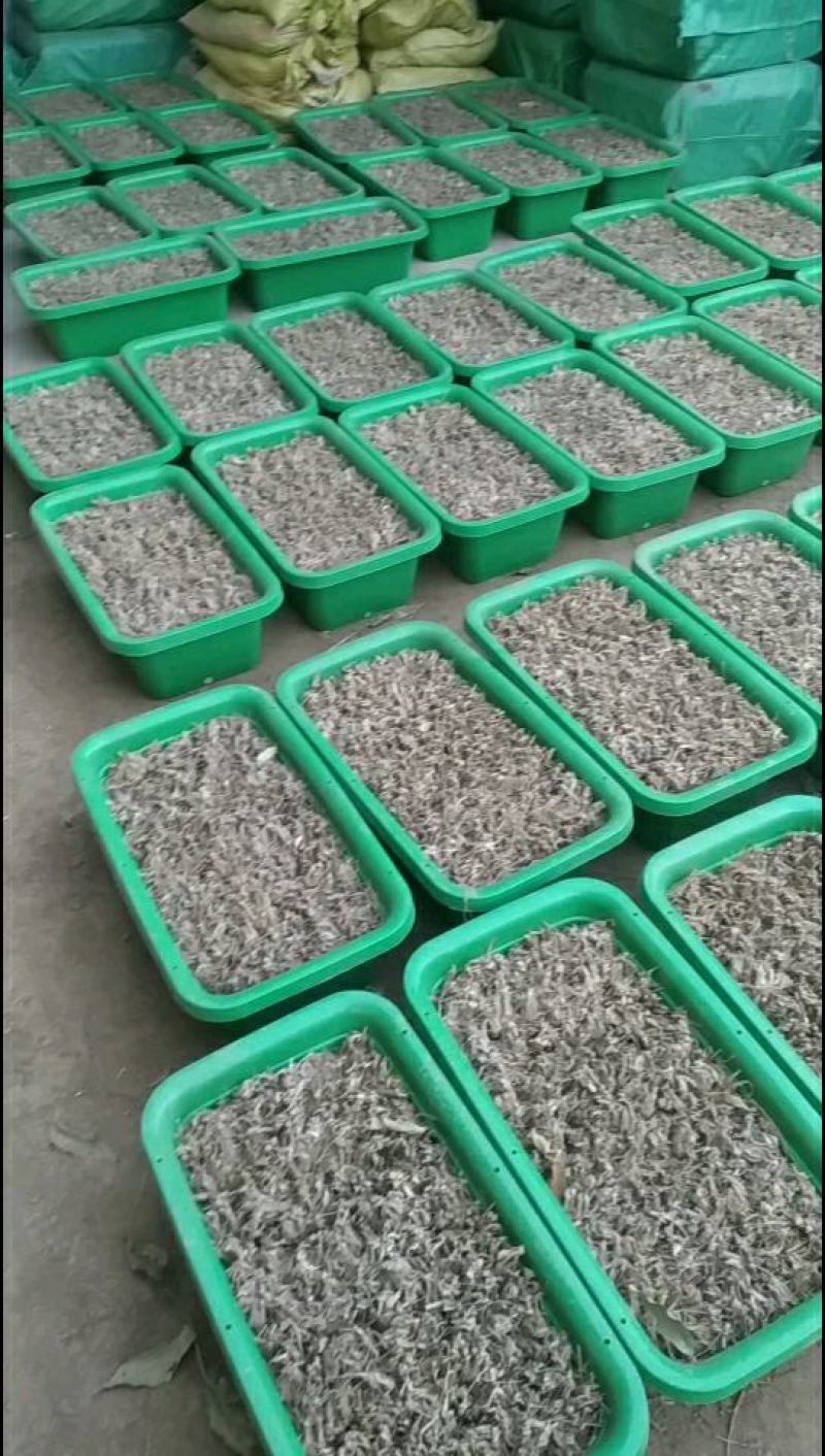 阳台韭菜盆栽，无农药化肥，水培，基质韭菜，赏悦目食放心