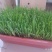 阳台韭菜盆栽，无农药化肥，水培，基质韭菜，赏悦目食放心