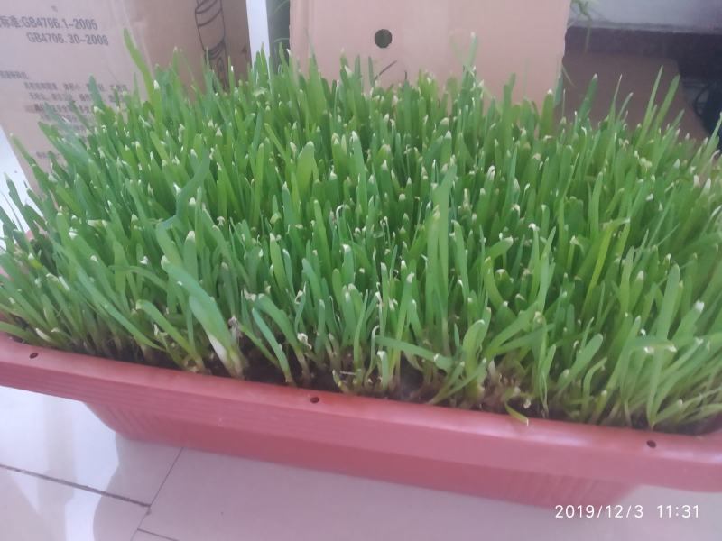 阳台韭菜盆栽，无农药化肥，水培，基质韭菜，赏悦目食放心