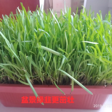 阳台韭菜盆栽，无农药化肥，水培，基质韭菜，赏悦目食放心
