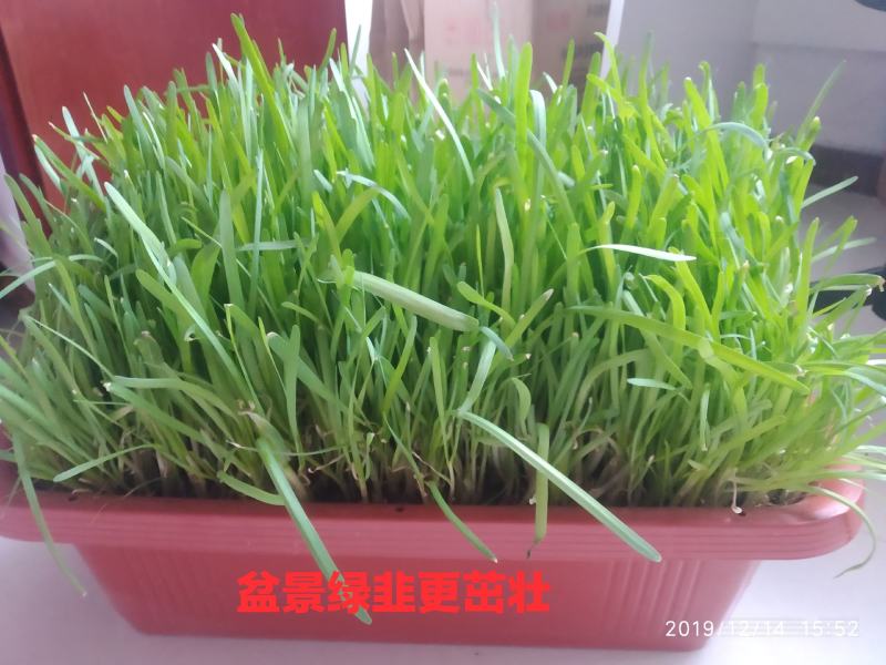 阳台韭菜盆栽，无农药化肥，水培，基质韭菜，赏悦目食放心