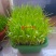 阳台韭菜盆栽，无农药化肥，水培，基质韭菜，赏悦目食放心