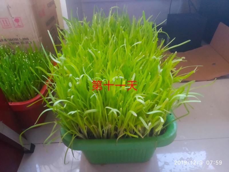 阳台韭菜盆栽，无农药化肥，水培，基质韭菜，赏悦目食放心