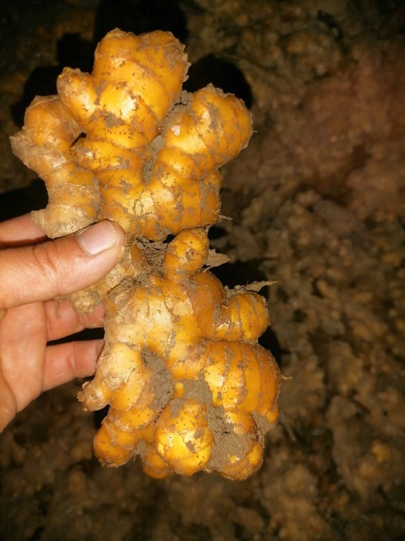 湘西本地小黄姜，口感美味，品质优良，个头统一