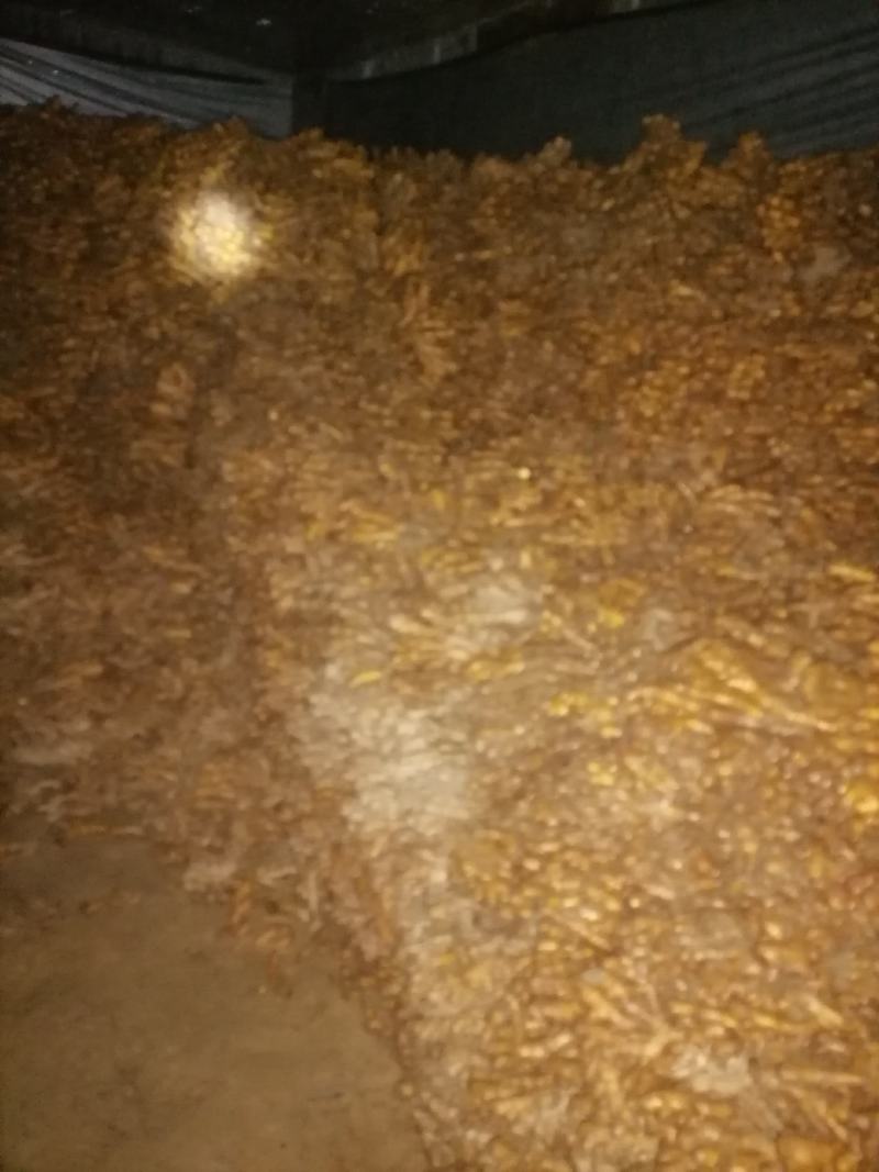湘西本地小黄姜，口感美味，品质优良，个头统一