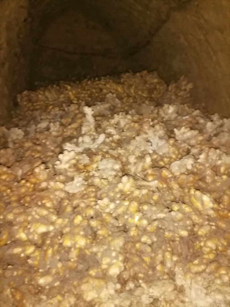 湘西本地小黄姜，口感美味，品质优良，个头统一