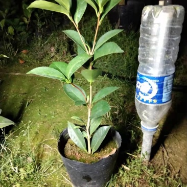 夏日夏梦系列茶花七心小璇四季茶