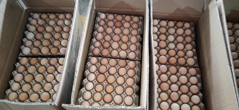 土鸡蛋黑凤农三土鸡蛋，养殖场直接发货，货源稳定