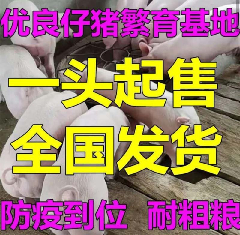福建三元仔猪批发品种齐全防疫严格送猪到家