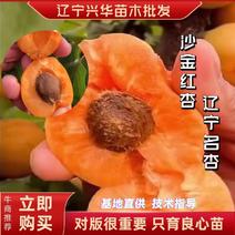 辽宁名杏沙金红杏苗3年杏树产地直销耐寒品种