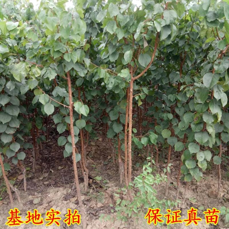 辽宁名杏沙金红杏苗3年杏树产地直销耐寒品种