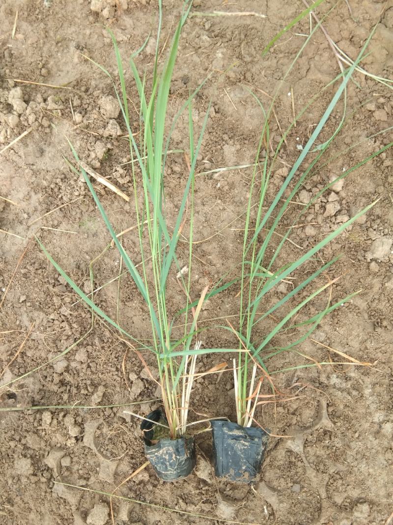 卡尔拂子茅宿根花卉观赏草