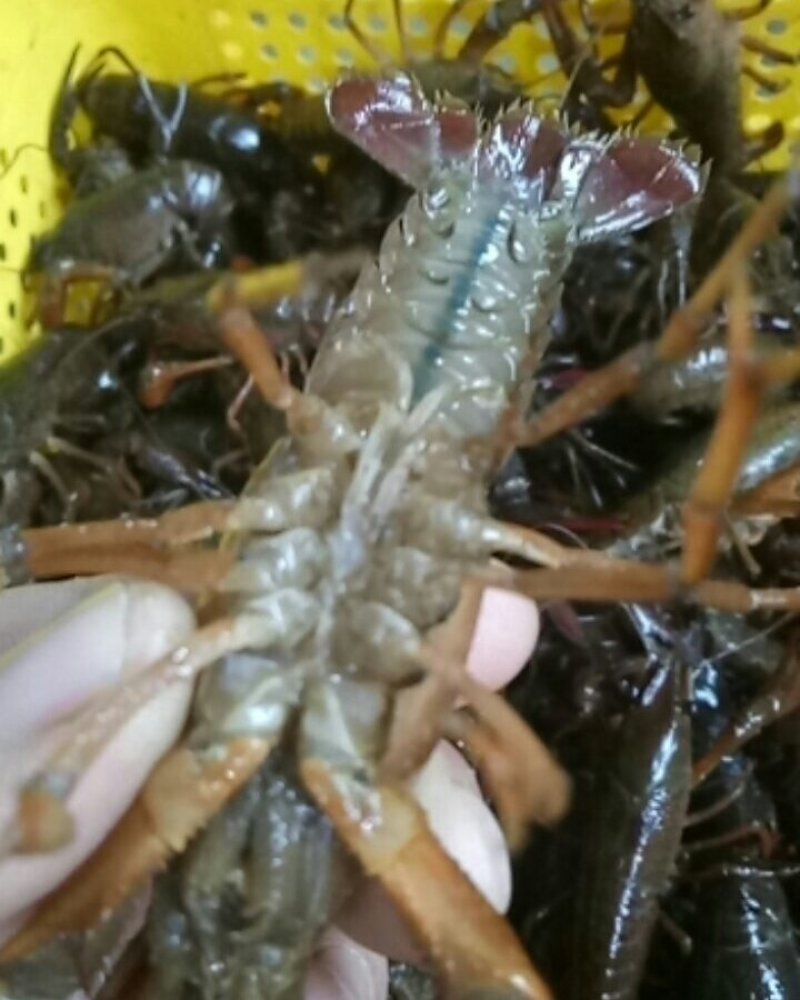 潜江特色小龙虾，小青，大青，中青
