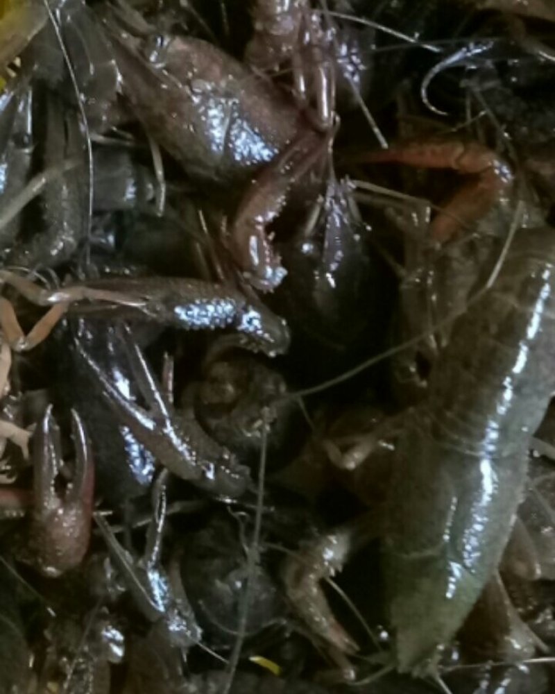 潜江特色小龙虾，小青，大青，中青