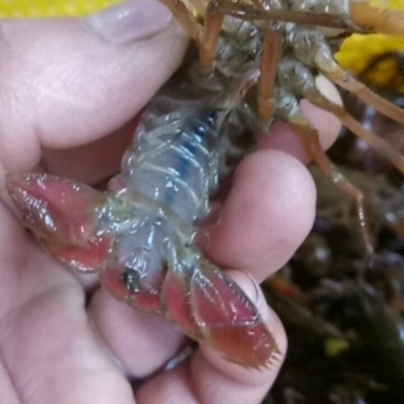 潜江特色小龙虾，小青，大青，中青