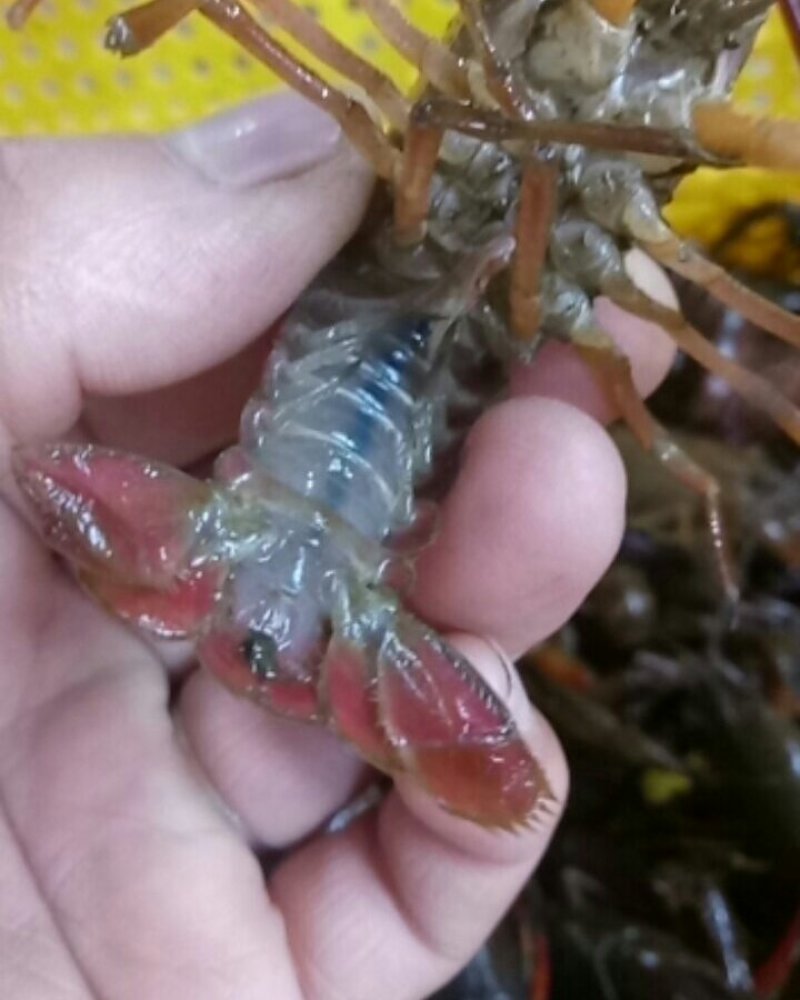 潜江特色小龙虾，小青，大青，中青