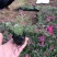 芝樱（丛生福禄考）用于花海绿化效果都很好
