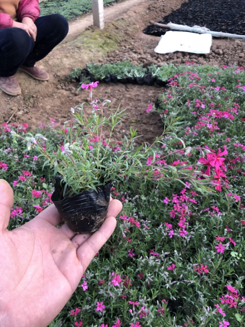芝樱（丛生福禄考）用于花海绿化效果都很好