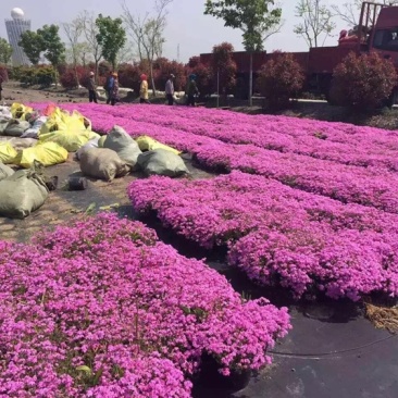芝樱（丛生福禄考）用于花海绿化效果都很好