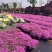 芝樱（丛生福禄考）用于花海绿化效果都很好