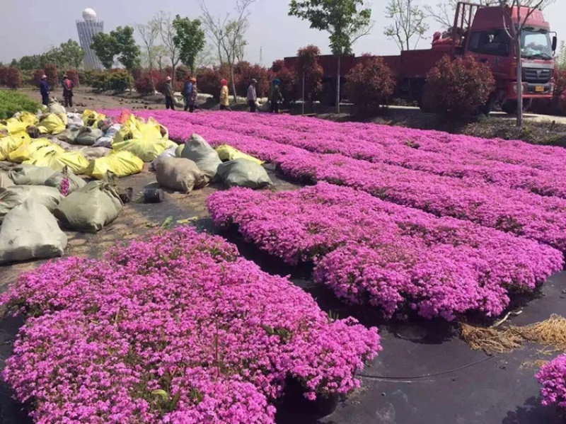 芝樱（丛生福禄考）用于花海绿化效果都很好