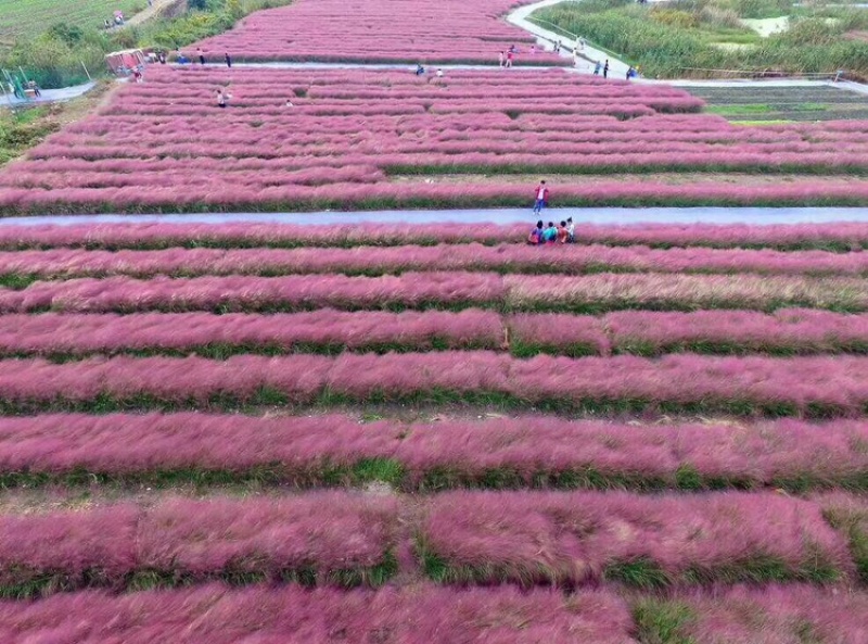 芝樱（丛生福禄考）用于花海绿化效果都很好
