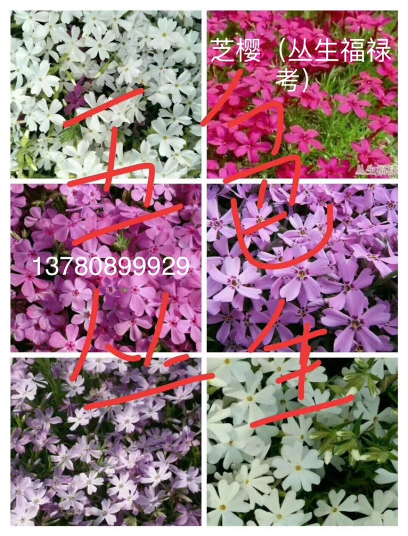 芝樱（丛生福禄考）用于花海绿化效果都很好