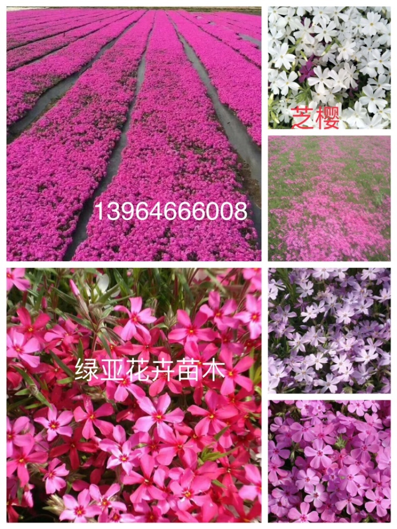 芝樱（丛生福禄考）用于花海绿化效果都很好