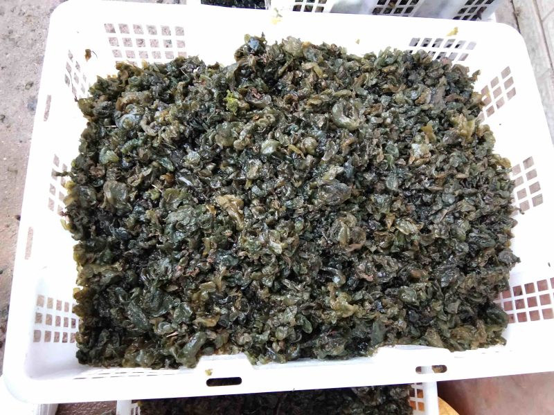 地木耳，地皮菜，地软，地皮菇，野生鲜货一手货源
