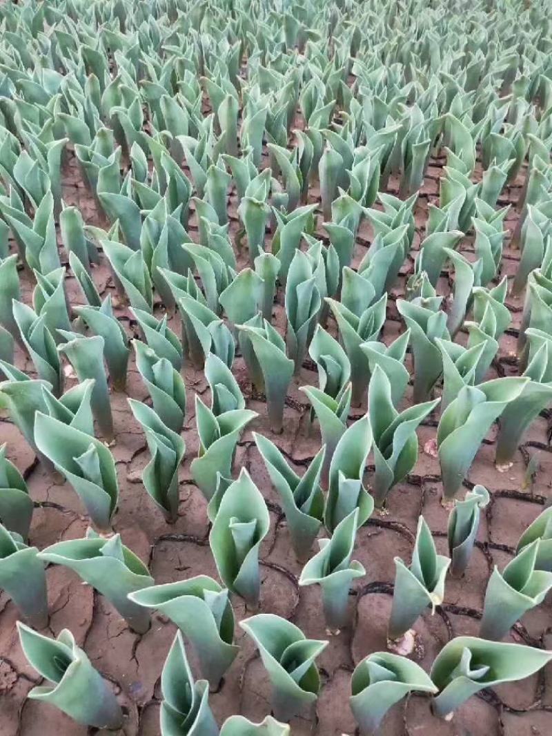 郁金香绿化郁金香种植基地花海