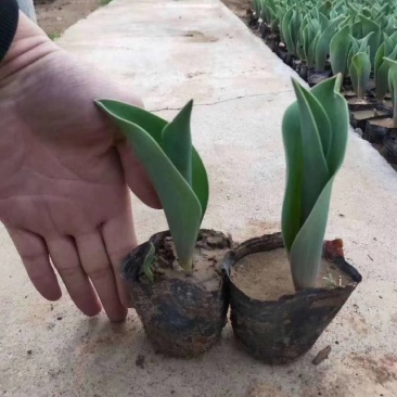郁金香绿化郁金香种植基地花海