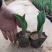 郁金香绿化郁金香种植基地花海