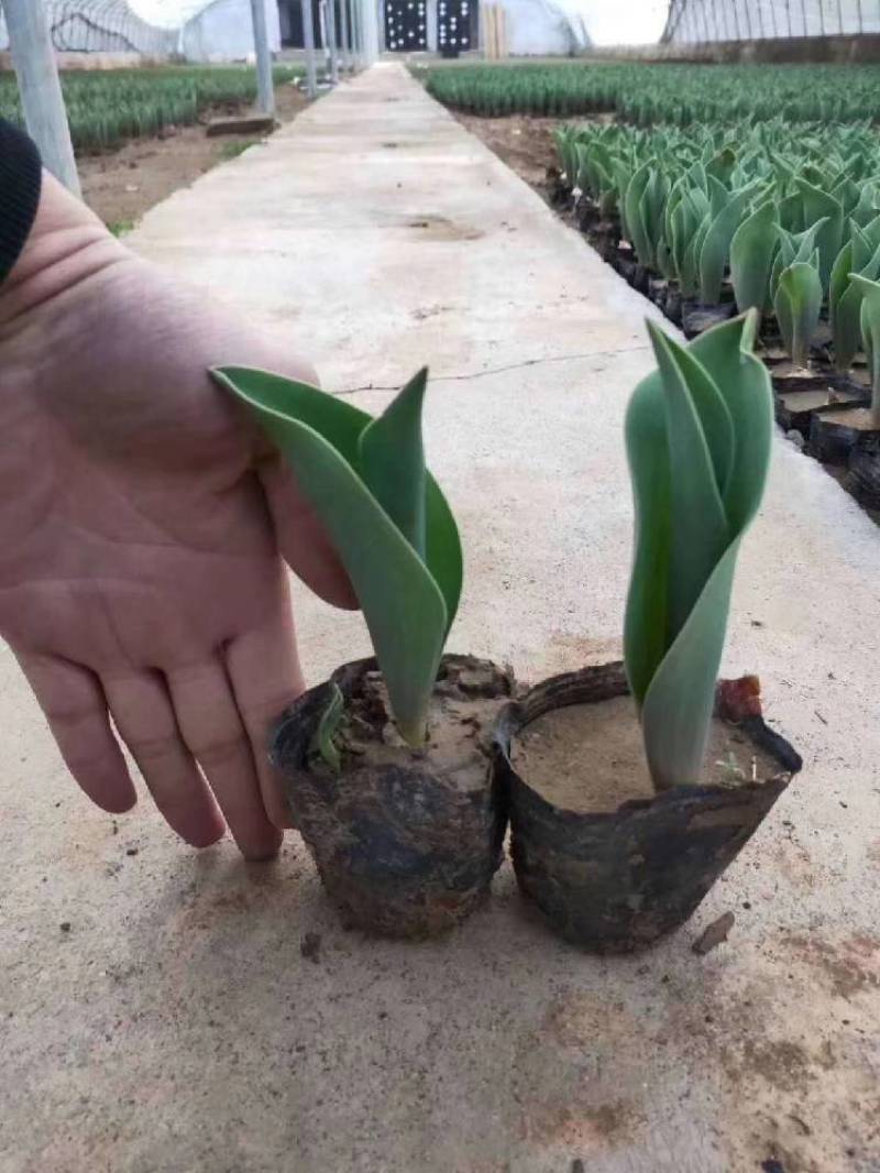 郁金香绿化郁金香种植基地花海