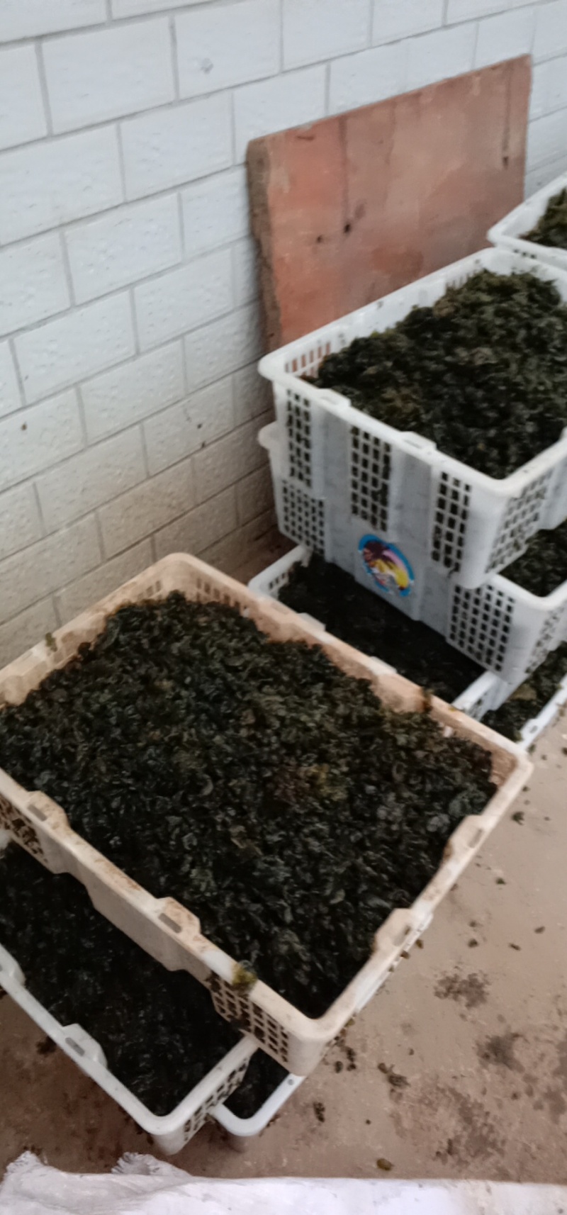 地木耳，地皮菜，地软，地皮菇，野生鲜货一手货源