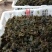 地木耳，地皮菜，地软，地皮菇，野生鲜货一手货源