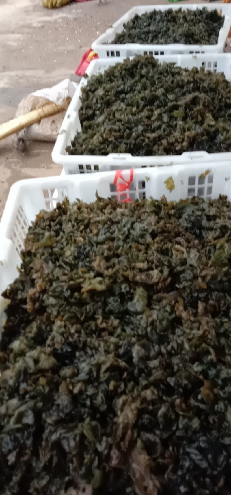 地木耳，地皮菜，地软，地皮菇，野生鲜货一手货源