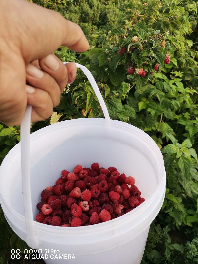 双季红莓，大果新品种，南北方适用采摘加工