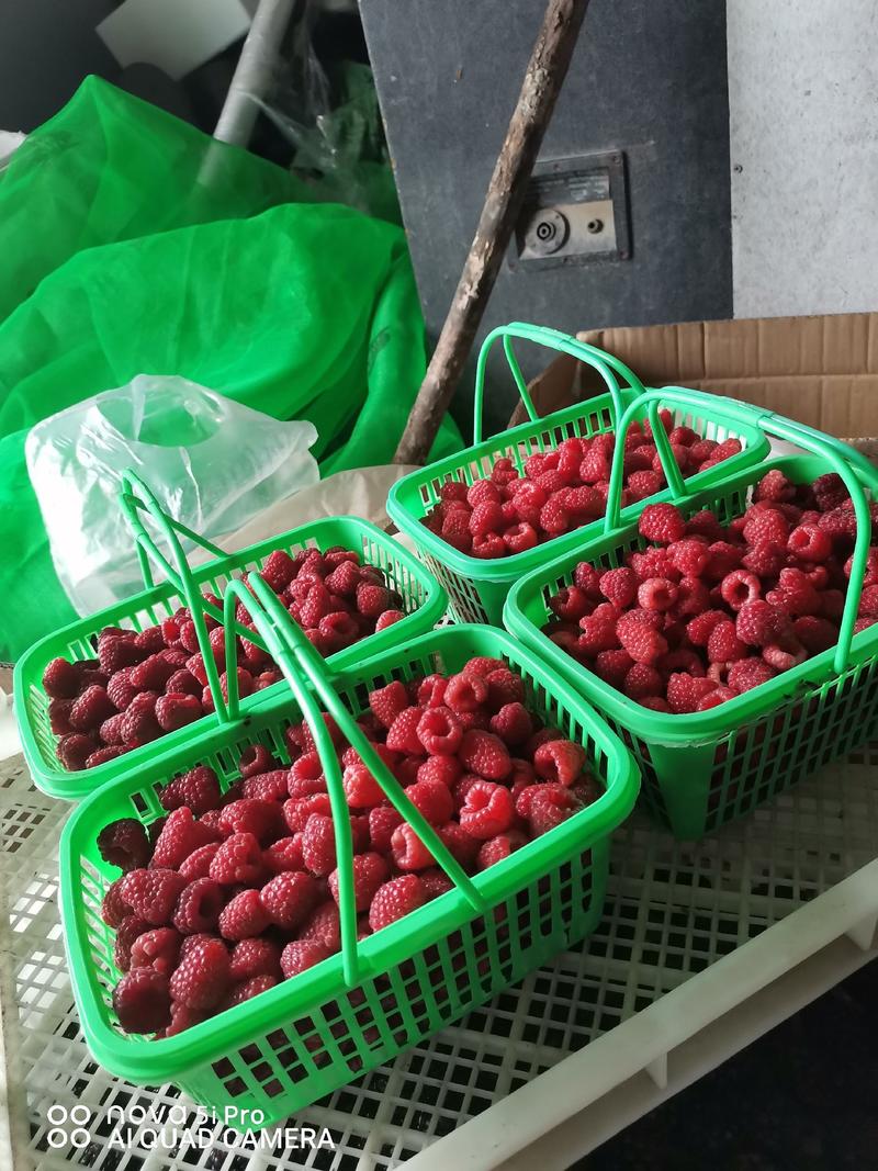 双季红莓，大果新品种，南北方适用采摘加工