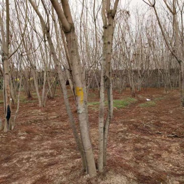大量低于市场价格出售丛生蓝花盈