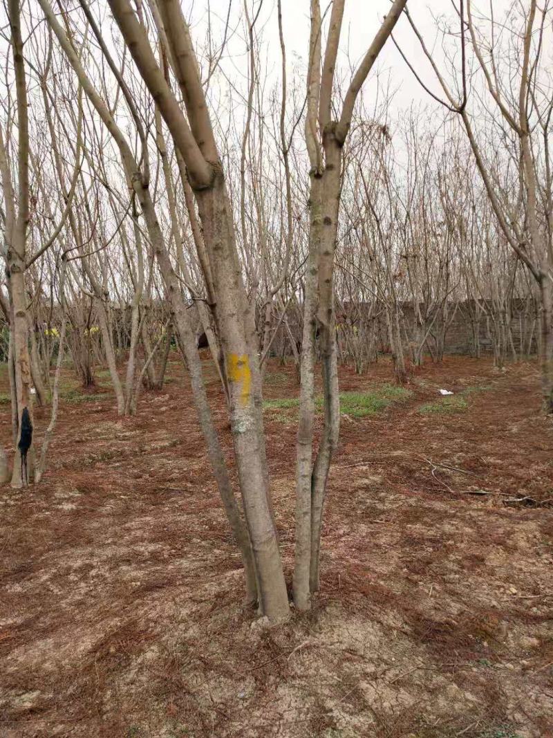 大量低于市场价格出售丛生蓝花盈