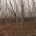 大量低于市场价格出售丛生蓝花盈
