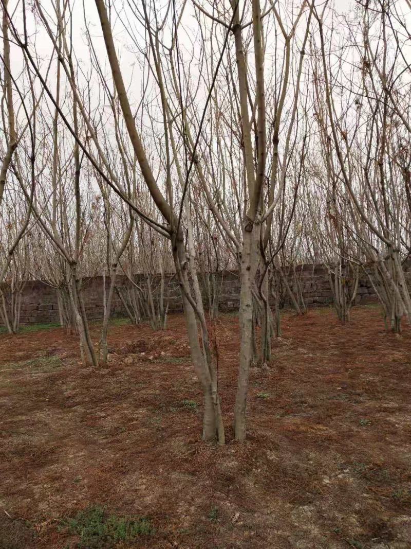 大量低于市场价格出售丛生蓝花盈