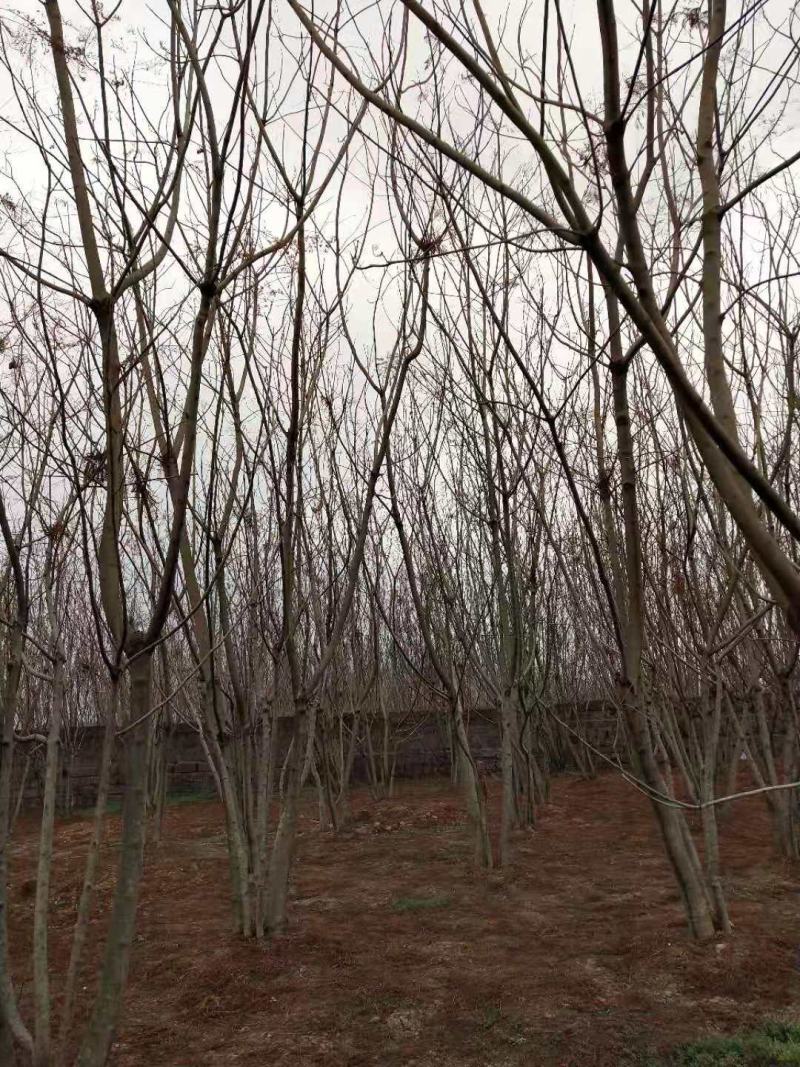 大量低于市场价格出售丛生蓝花盈