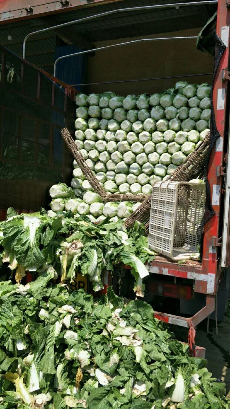 白菜产地直销，量大从优，保证质量，货源充足，