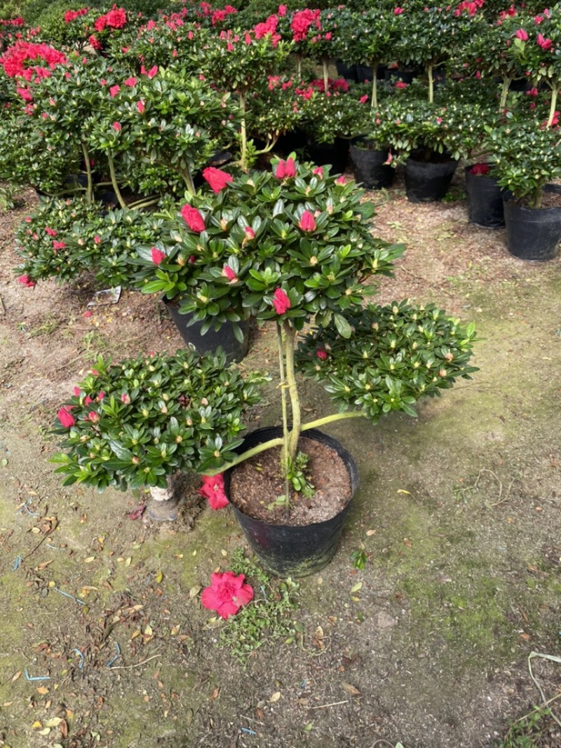 杜鹃元宝造型杜鹃永福花卉基地直销