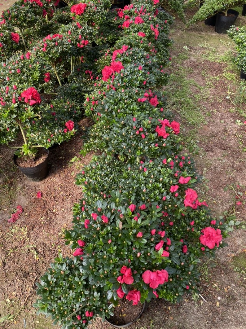 杜鹃元宝造型杜鹃永福花卉基地直销