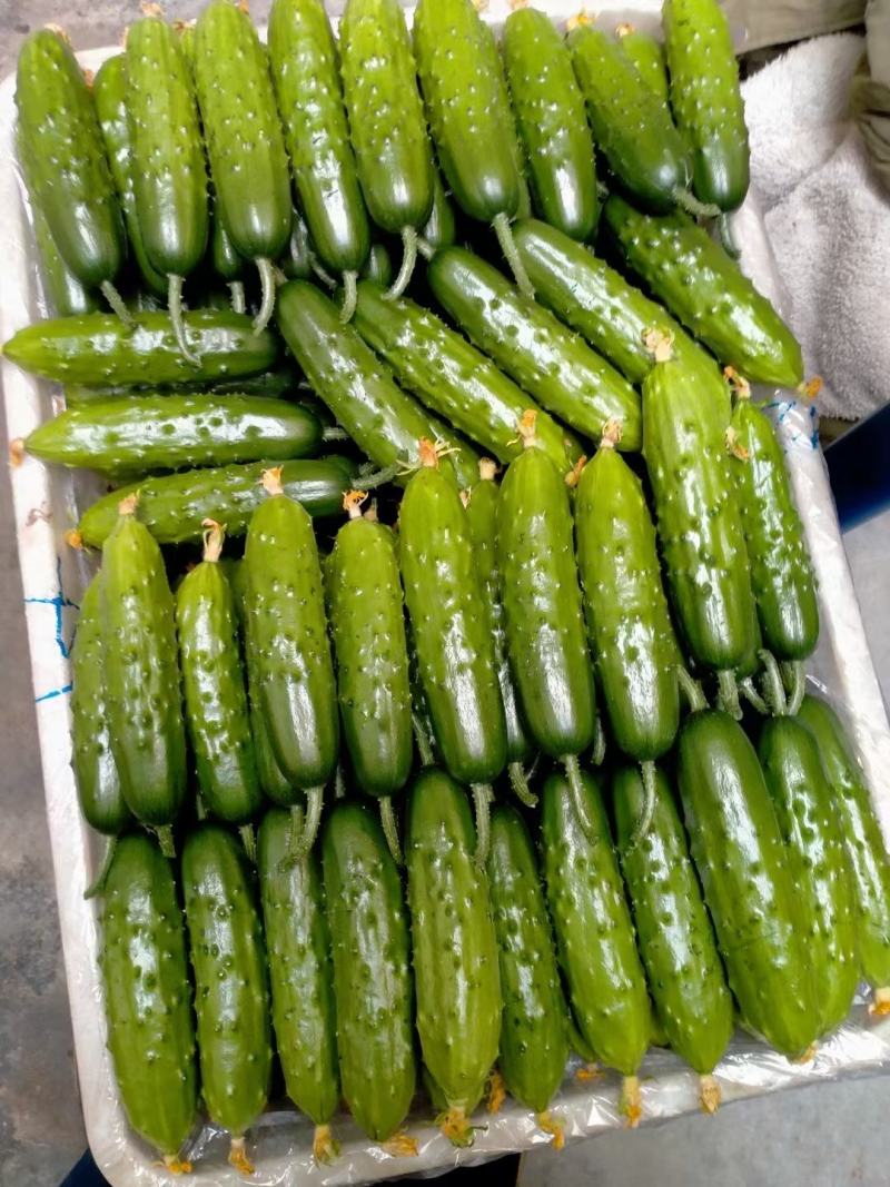 平度水果黄瓜大量上市，条形好，口感甜，绿，嫩