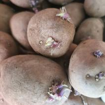 青薯九号土豆种子红皮土豆种子高产青薯九号种子青薯9号种子