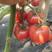 费县精品硬粉西红柿大量上市，商场超市专供，实力代收
